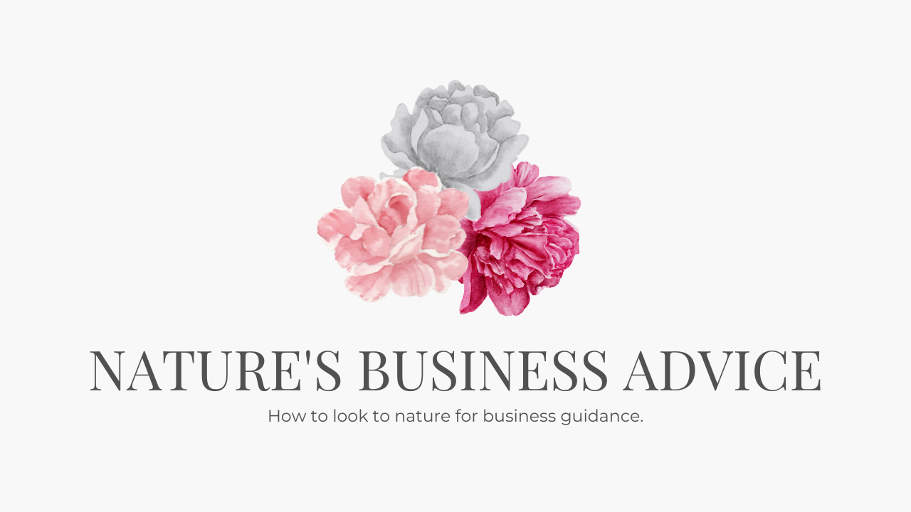 Nature-Business-Advice-Blog-Header